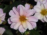 Dahlia D Pale Pink 